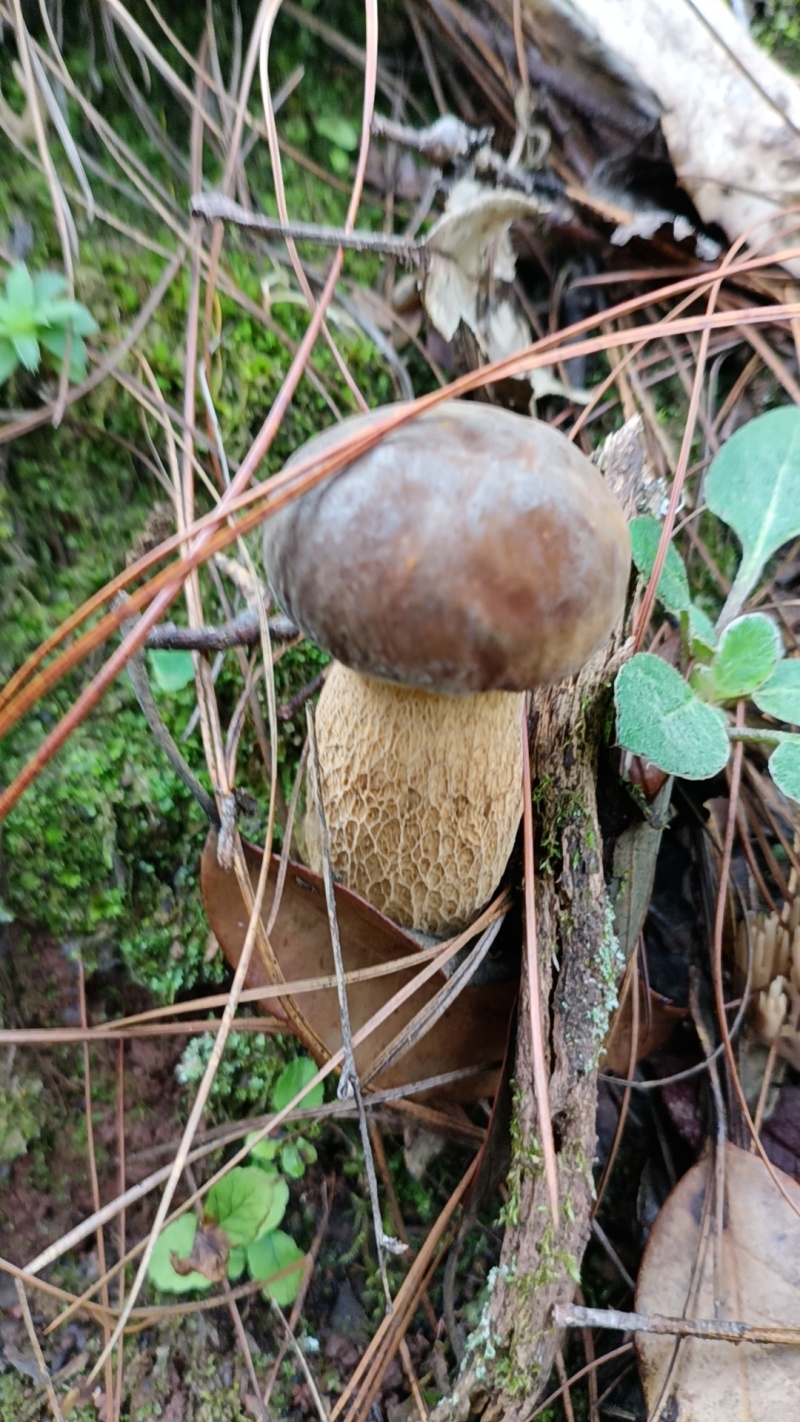 美味牛肝菌野生菌云南楚雄发货