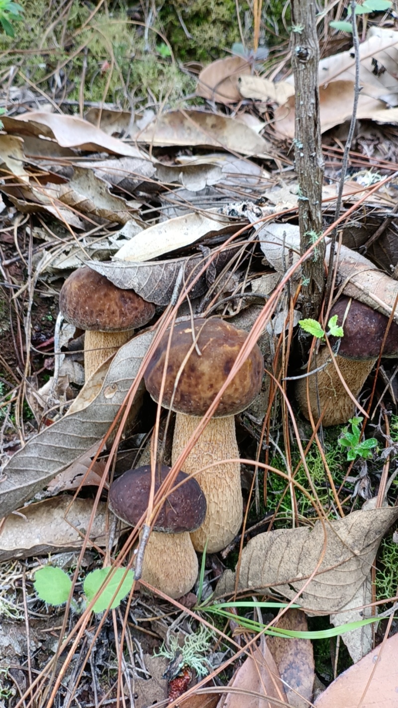 美味牛肝菌野生菌云南楚雄发货