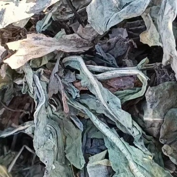 甘肃大青叶大量有货量大从优质量保证欢迎咨询