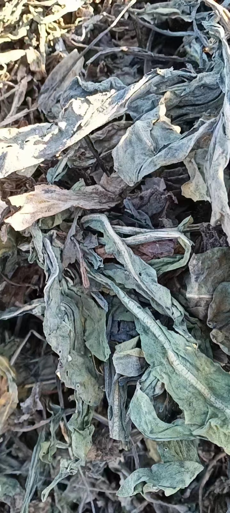 甘肃大青叶大量有货量大从优质量保证欢迎咨询