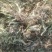 甘肃大青叶大量有货量大从优质量保证欢迎咨询