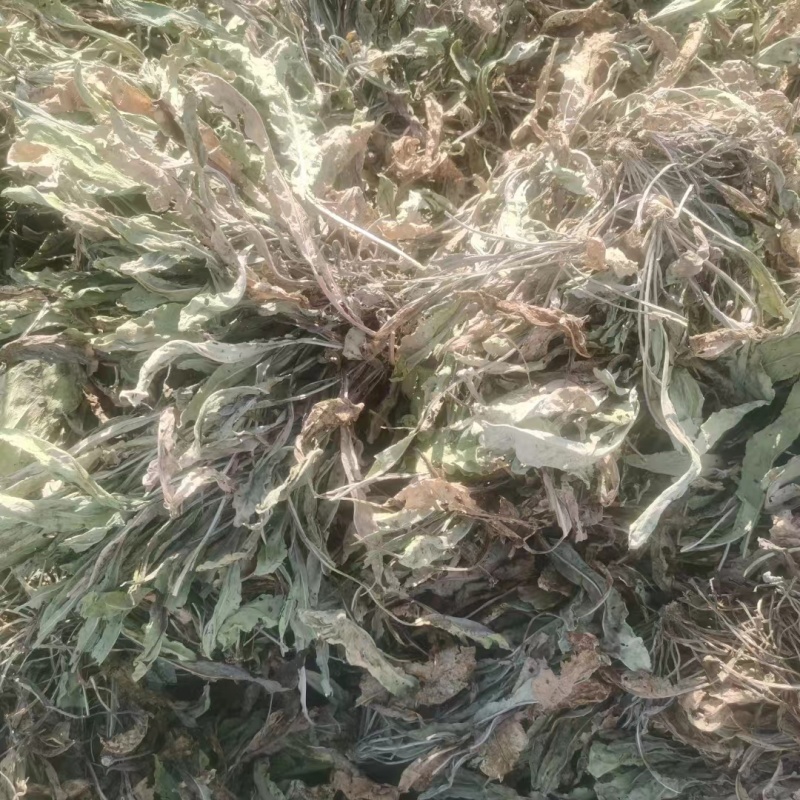 甘肃大青叶大量有货量大从优质量保证欢迎咨询