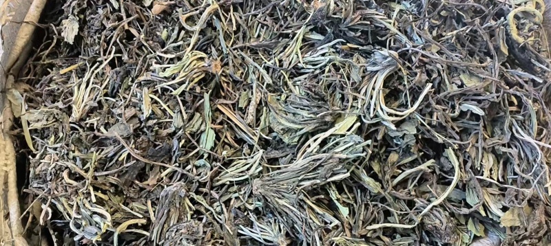 甘肃大青叶大量有货量大从优质量保证欢迎咨询