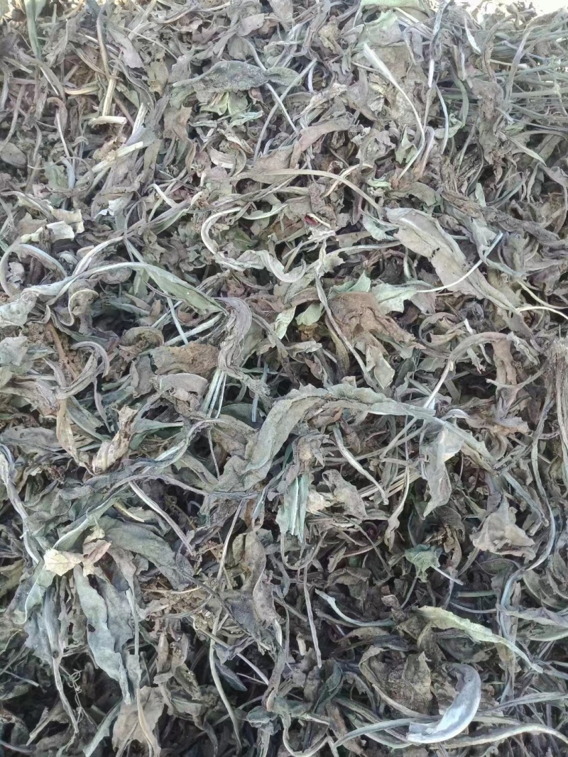 甘肃大青叶大量有货量大从优质量保证欢迎咨询