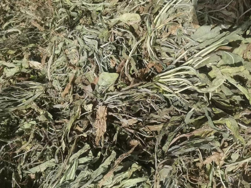 甘肃大青叶大量有货量大从优质量保证欢迎咨询