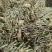 甘肃大青叶大量有货量大从优质量保证欢迎咨询