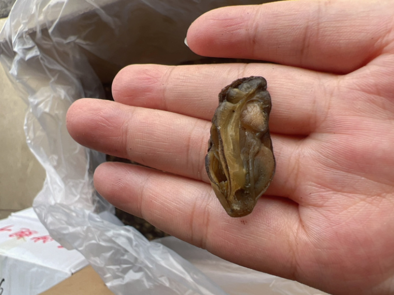 生蚝干干生蚝豪仕地摊电商批发牡蚝干湛江生蚝干