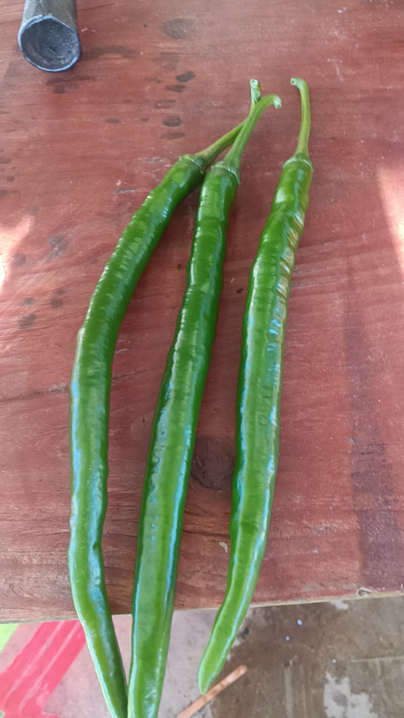 7号红线椒，8号青线椒大量有货，需要的老板速度联系了，