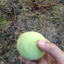 青桃预订火热进行中，
