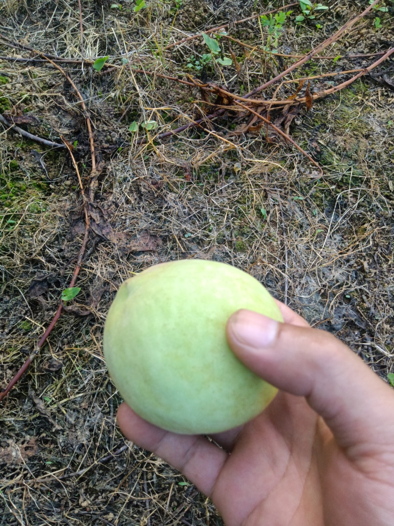 青桃预订火热进行中，