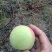青桃预订火热进行中，