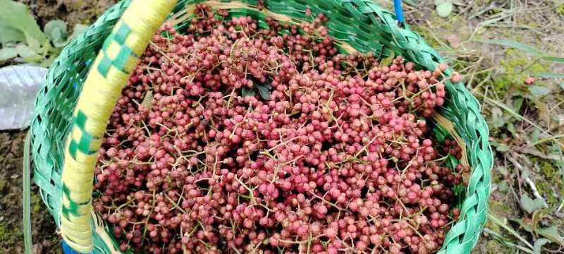 大红袍花椒，香麻十足，无籽花椒，火锅店直供