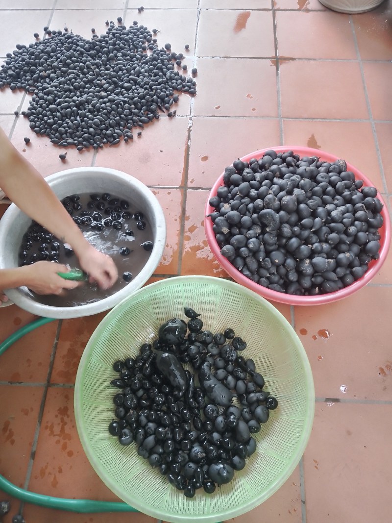 野生乌灵参干品，实心，纯黑，各种规格都有现货