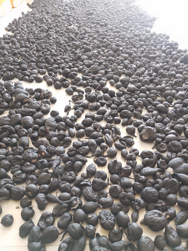 野生乌灵参干品，实心，纯黑，各种规格都有现货