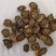 紫丹参选山东紫丹参发汗片菊花芯关书药业批发中药材