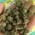 三七花三年以上三七花关书药业新货批发中药材