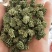 三七花三年以上三七花关书药业新货批发中药材