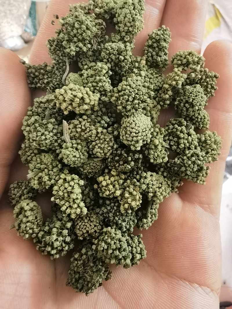 三七花三年以上三七花关书药业新货批发中药材