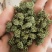 三七花三年以上三七花关书药业新货批发中药材