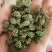 三七花三年以上三七花关书药业新货批发中药材
