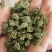 三七花，云南文山，三年花，关书药业批发中药材…