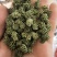 三七花，云南文山，三年花，关书药业批发中药材…