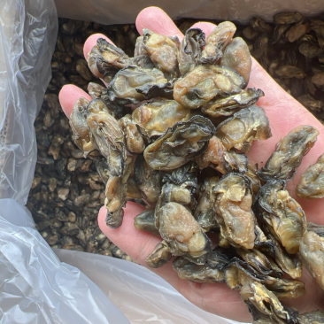 生蚝干干生蚝豪仕地摊电商批发牡蚝干湛江生蚝干