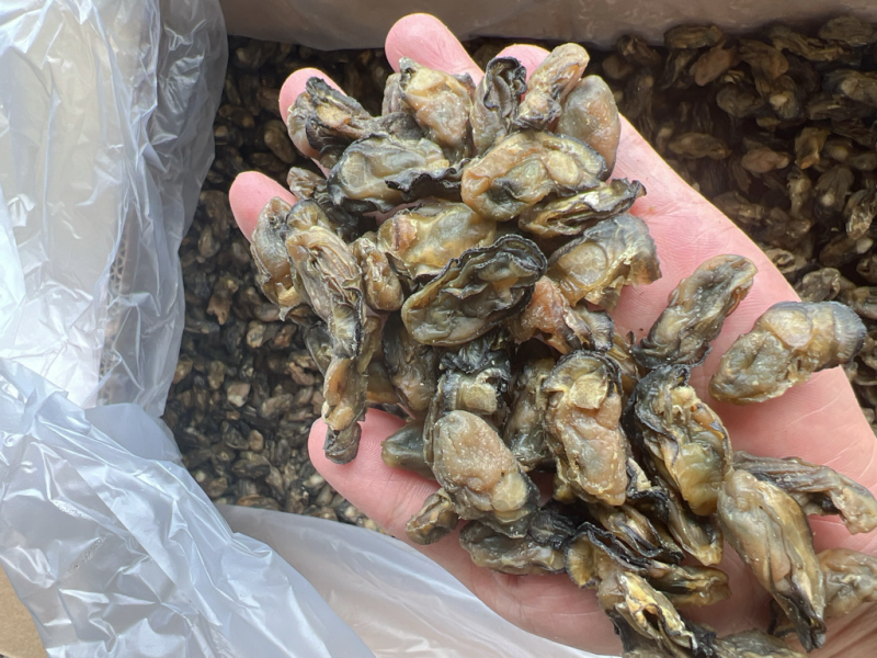 生蚝干干生蚝豪仕地摊电商批发牡蚝干湛江生蚝干