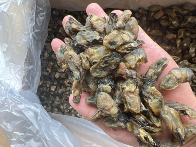 生蚝干干生蚝豪仕地摊电商批发牡蚝干湛江生蚝干