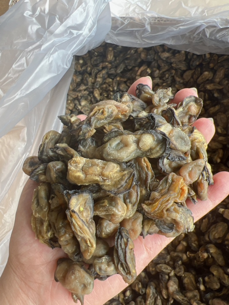 生蚝干干生蚝豪仕地摊电商批发牡蚝干湛江生蚝干