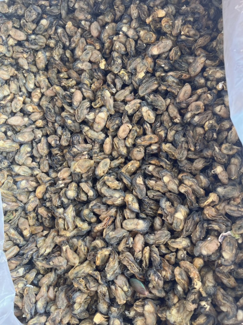 生蚝干干生蚝豪仕地摊电商批发牡蚝干湛江生蚝干
