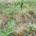 黄精除草剂黄精玉竹除草剂玉竹除草剂效果好