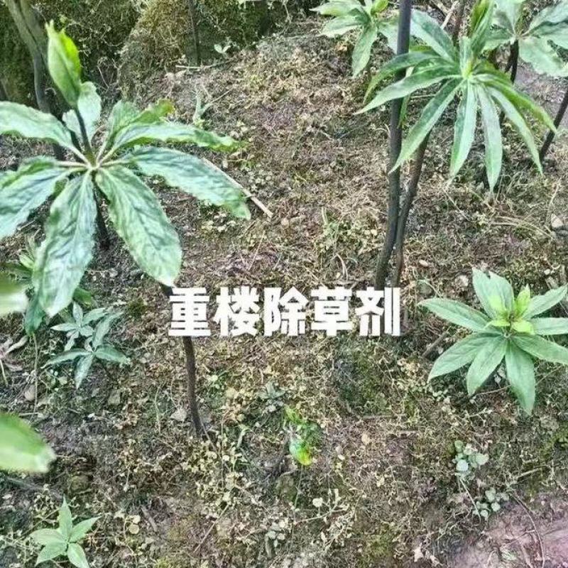 重楼专用量大从优重楼七叶一枝花
