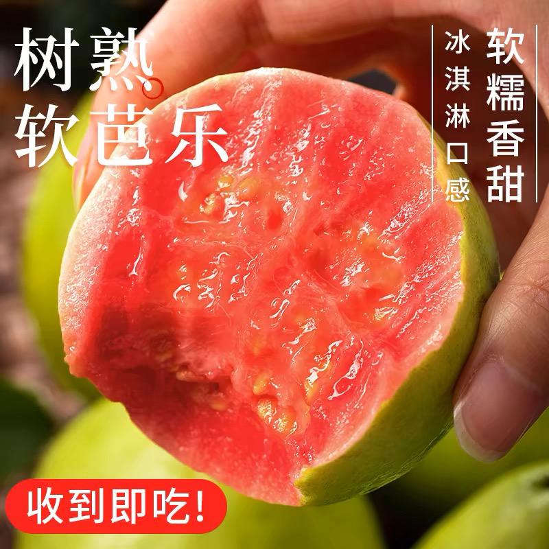 番石榴，红心芭乐精品果，长年供货商超电商团购美团