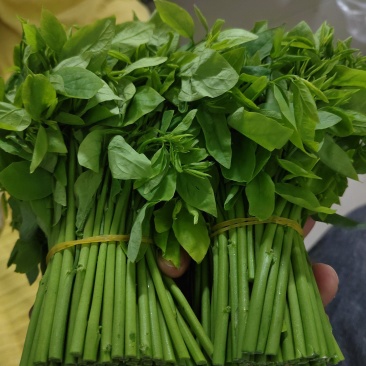 树仔菜