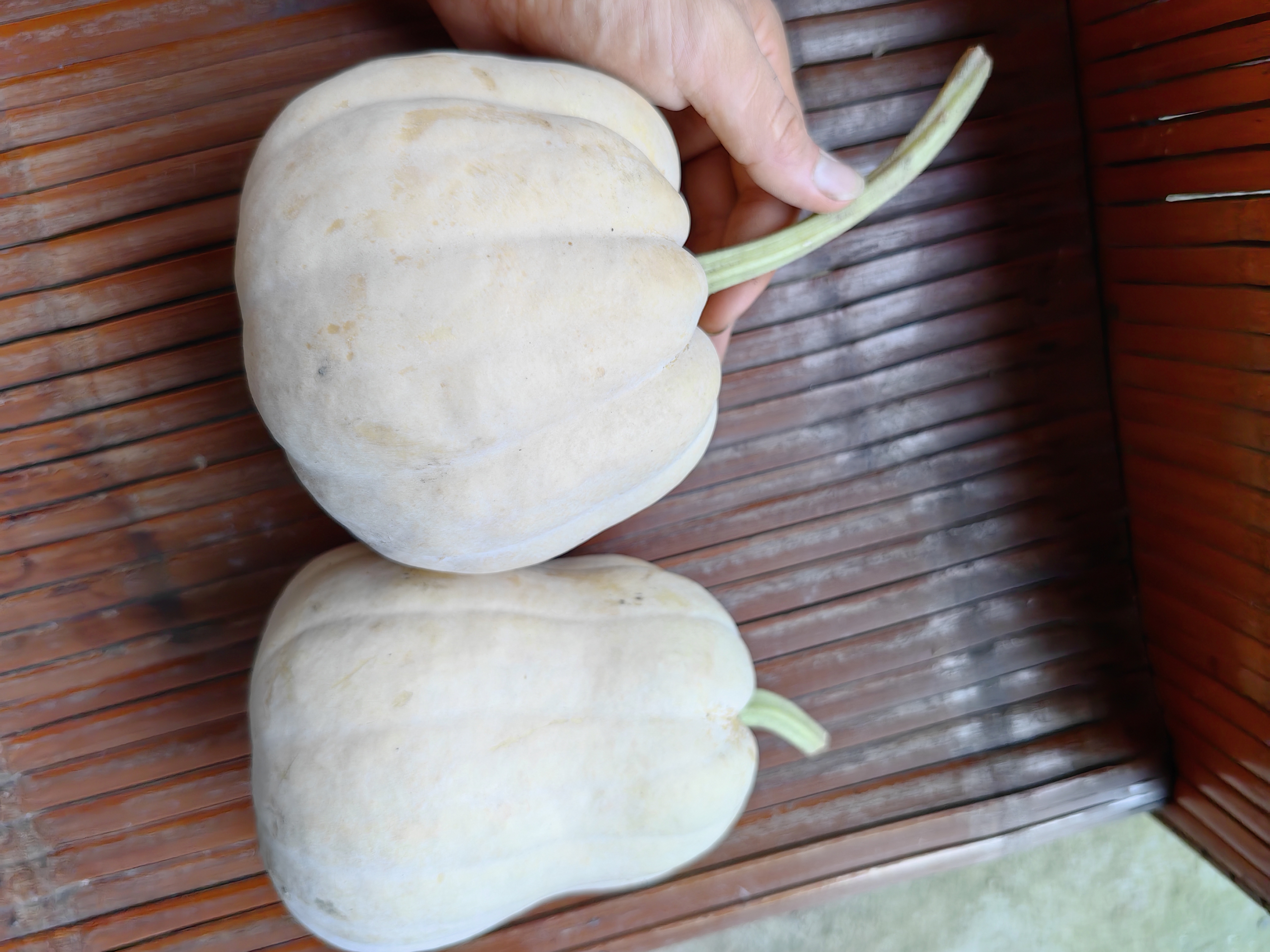 冬瓜和南瓜的对比展示,摆放于木质桌面 冬瓜和南瓜的对比展示