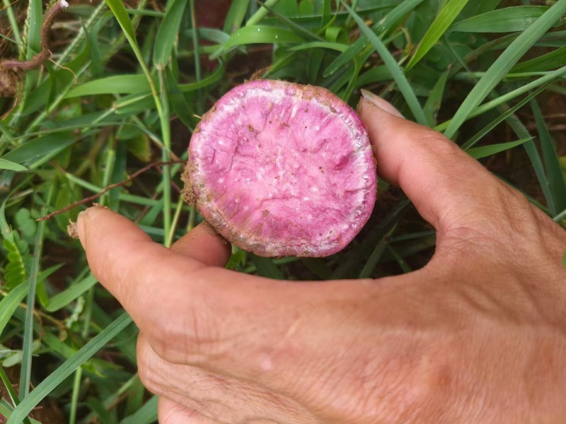 紫薯008红薯西瓜红红薯大量现货一手货源厂地直