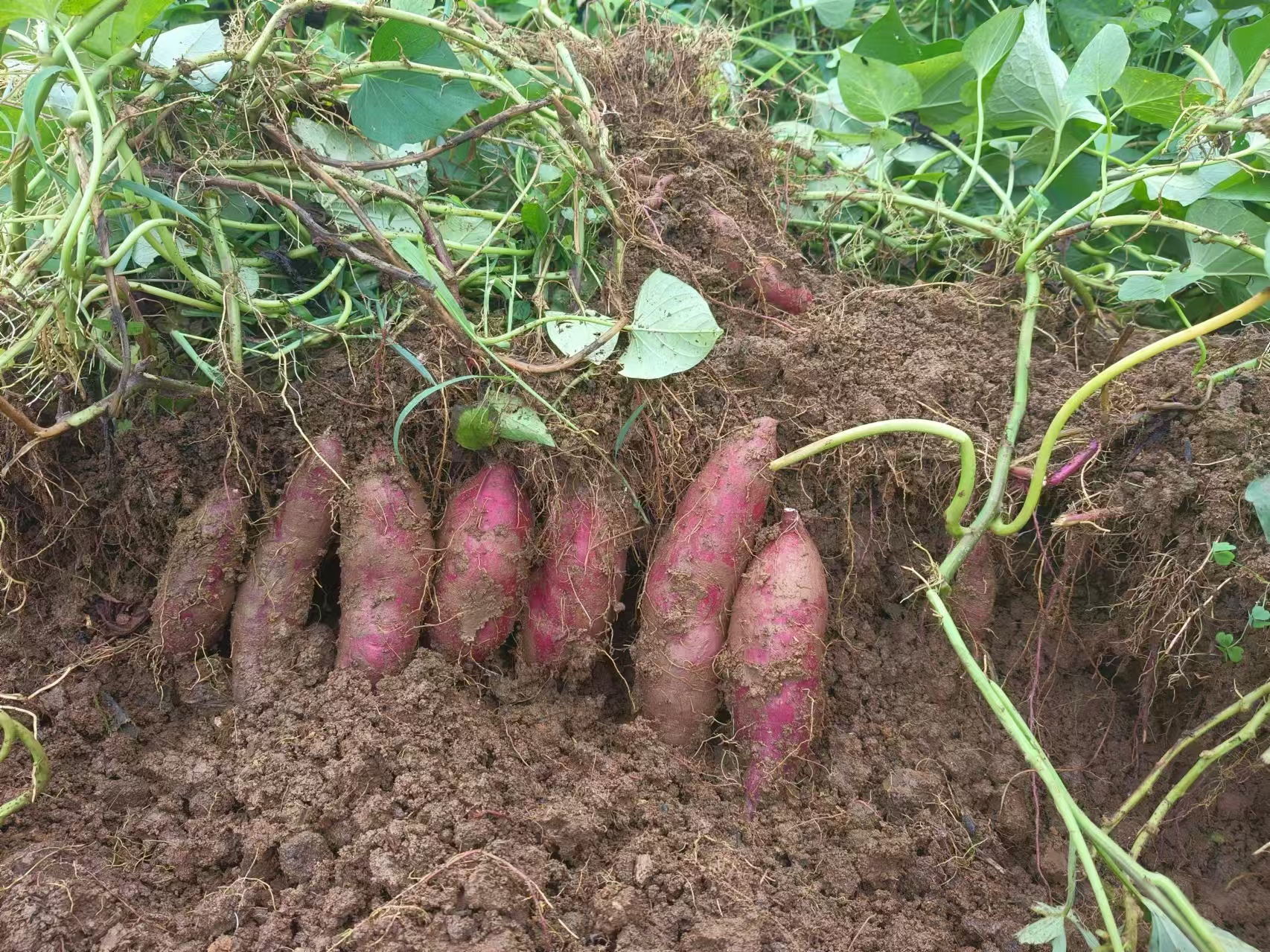 特写镜头展示几个刚出土的西瓜红红薯,表皮光滑,内部呈鲜艳的红色 西瓜红红薯成熟果实特写