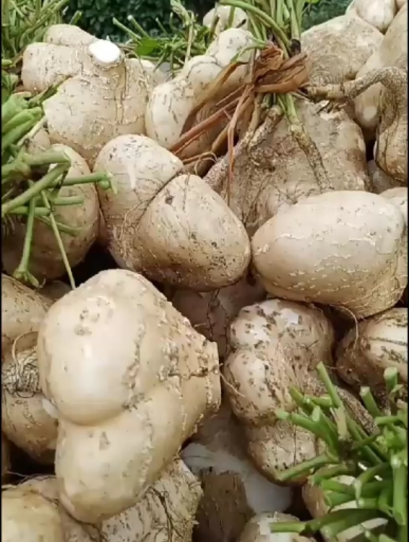 城固地瓜(莱瓜，吃硊甜半斤以上现货大量上市中