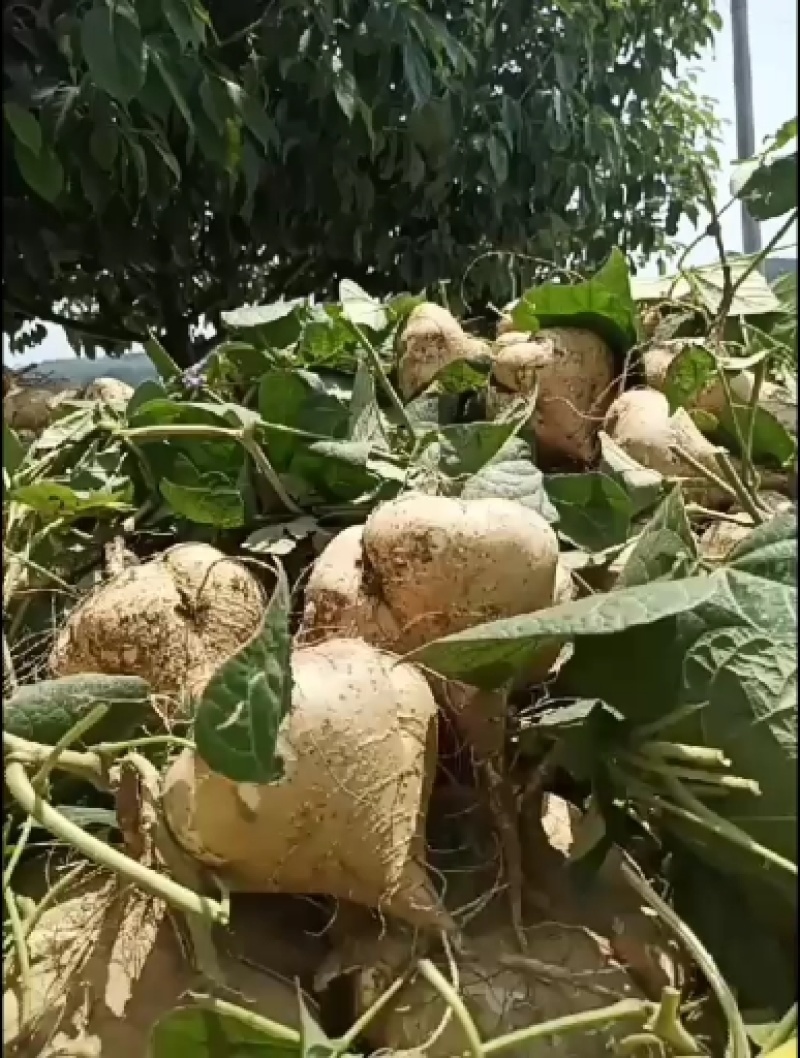 城固地瓜(莱瓜，吃硊甜半斤以上现货大量上市中