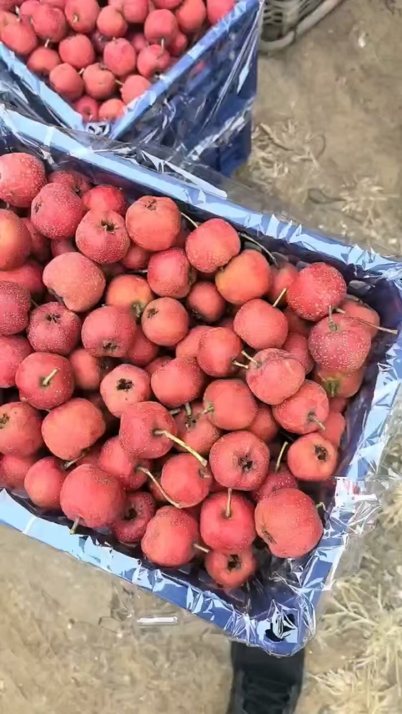 山东潍坊特产山楂，原产地直发。