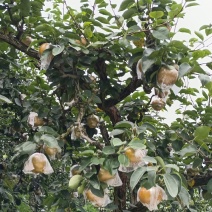 黄花梨