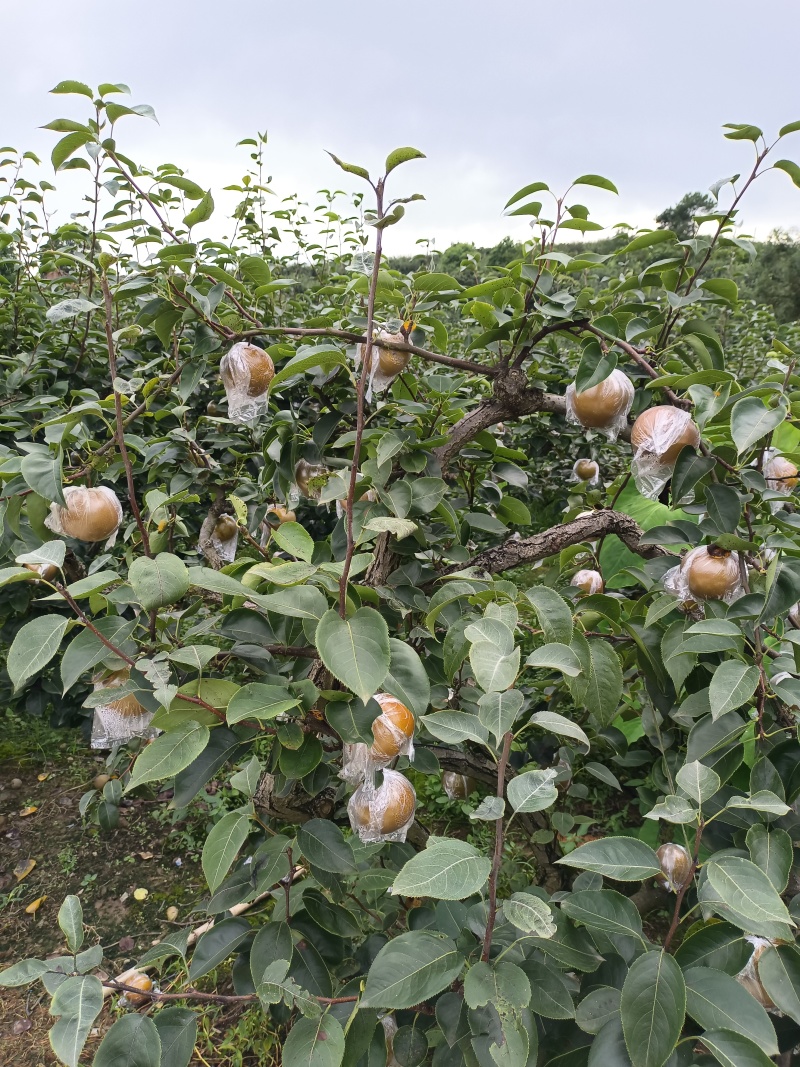 黄花梨