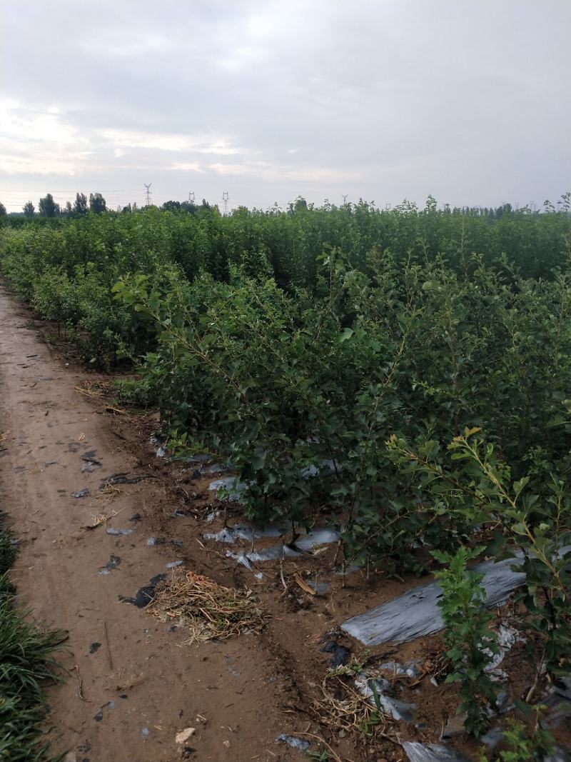 山东【精品李子苗】种植基地直发根系发达现挖现发