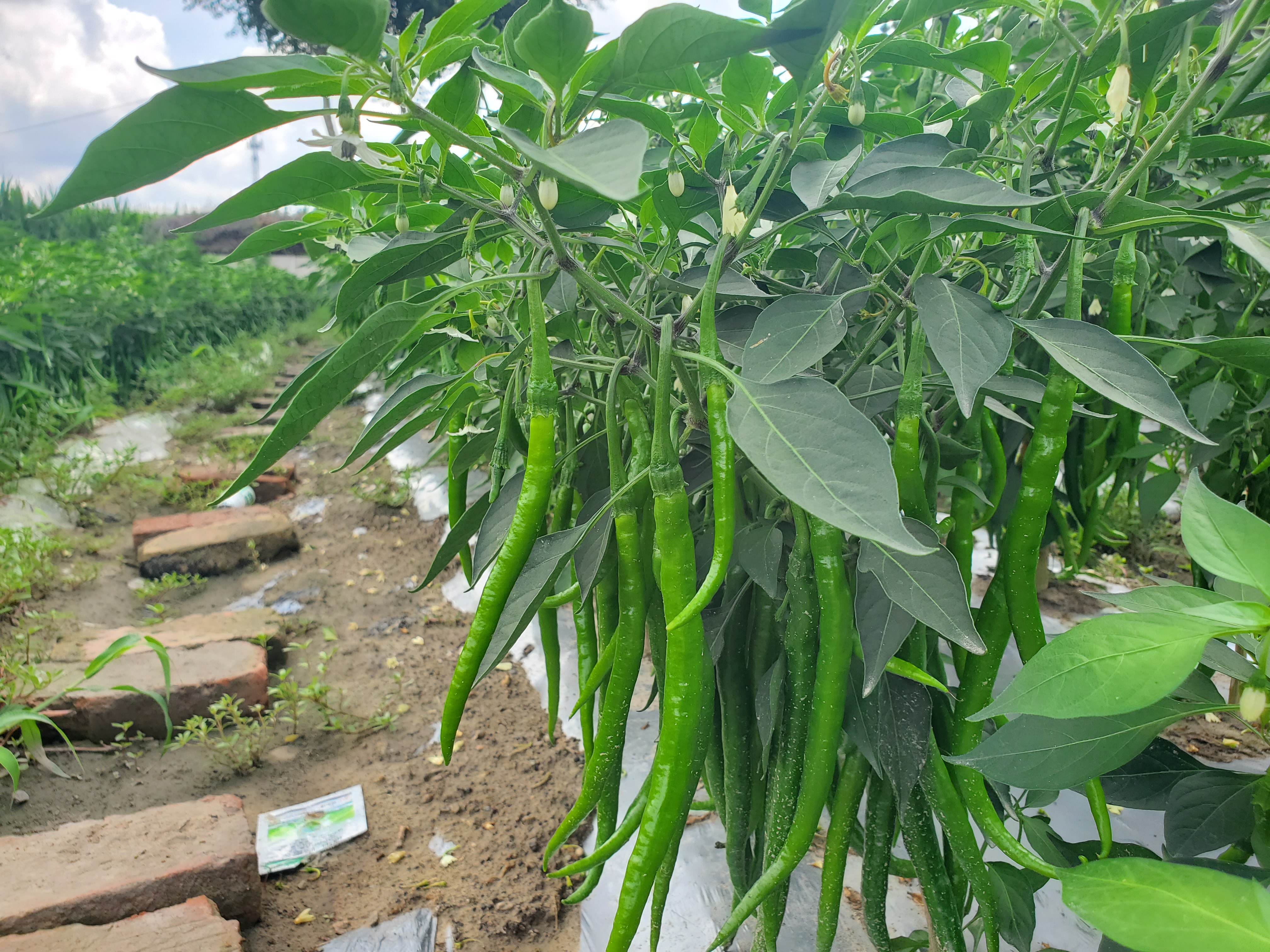 展示线椒从绿色到红色不同阶段的果实颜色变化,帮助识别成熟度 线椒不同成熟阶段的颜色变化
