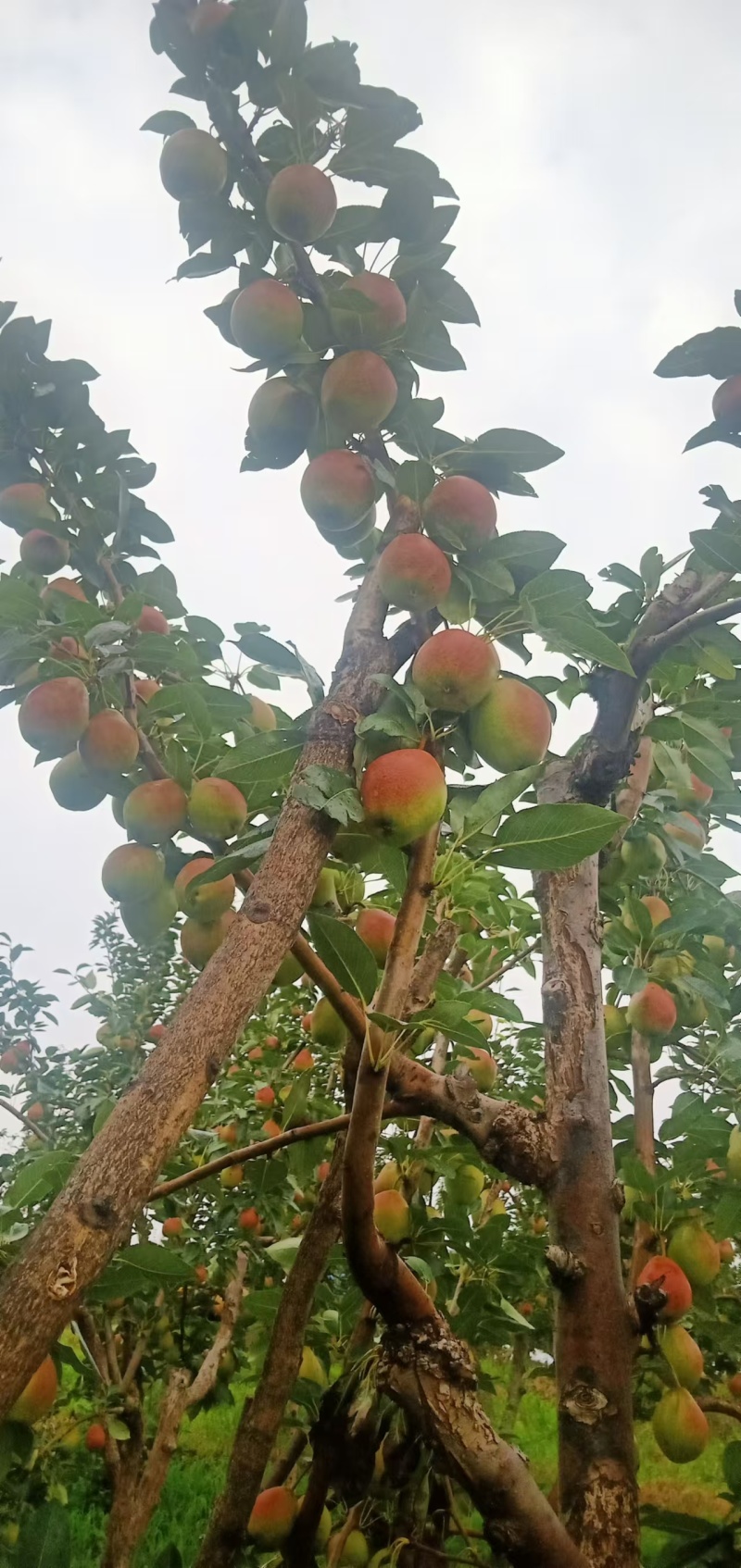 八月红梨，大量现货，保证质量，支持电商，商超，批发商