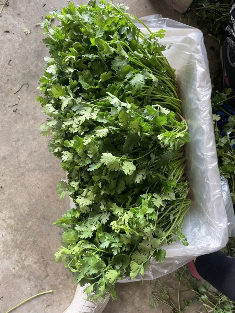 铁杆青香菜，河北唐山铁杆青香菜，产地直供对接超市