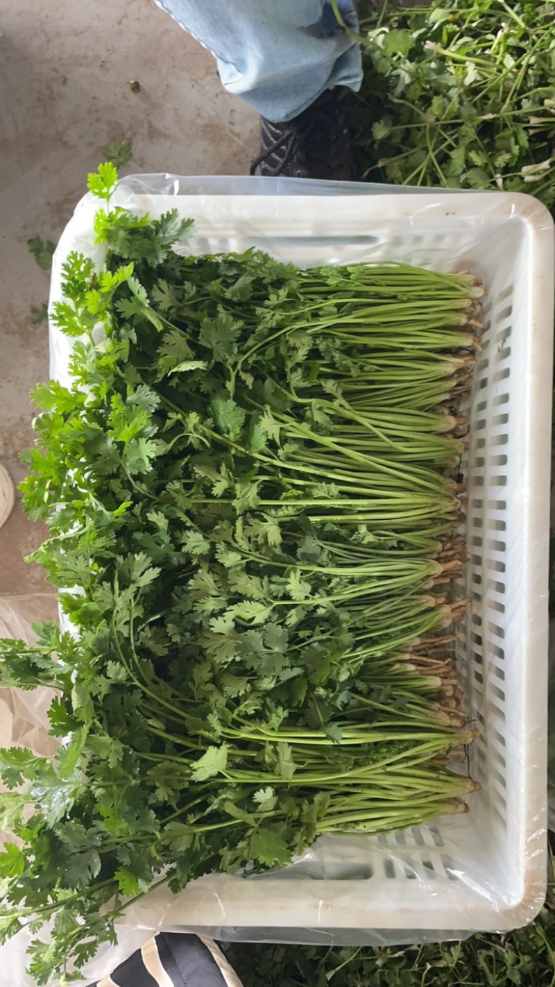 铁杆青香菜，河北唐山铁杆青香菜，产地直供对接超市