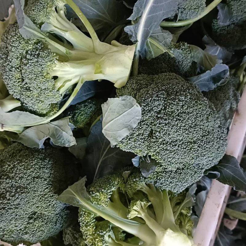 耐寒优秀西蓝花冷棚种植河南基地直发质量保证对接商超