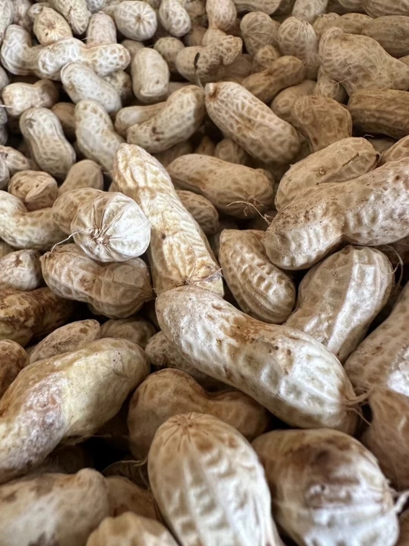四川金堂花生新鲜洗花生两粒红米花生个头饱满机洗花生不带泥